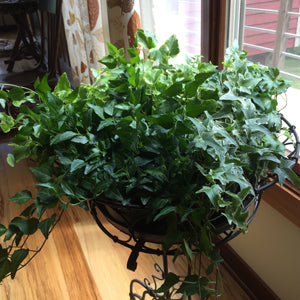 English Ivy