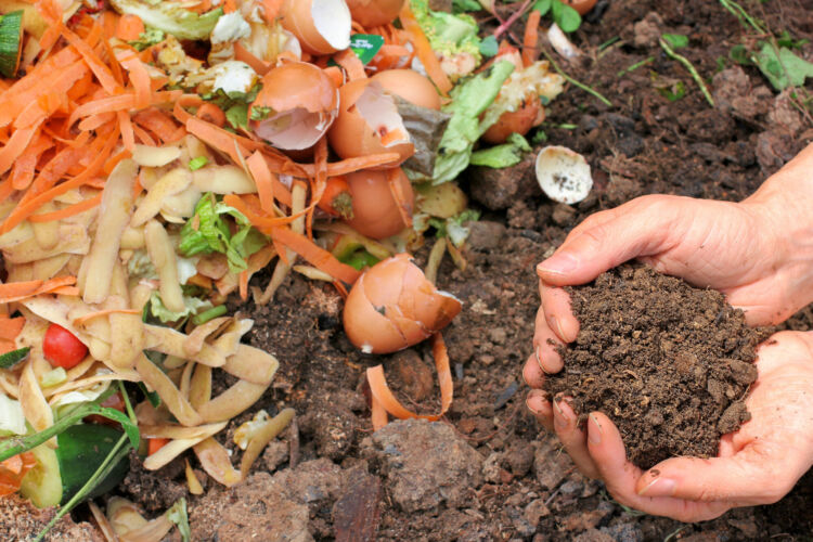 Natural Homemade Fertilizer for Indoor Plants
