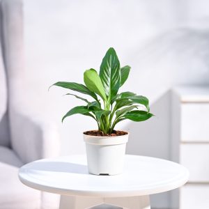 Peacy Lily