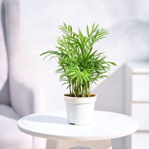 Bamboo Palm