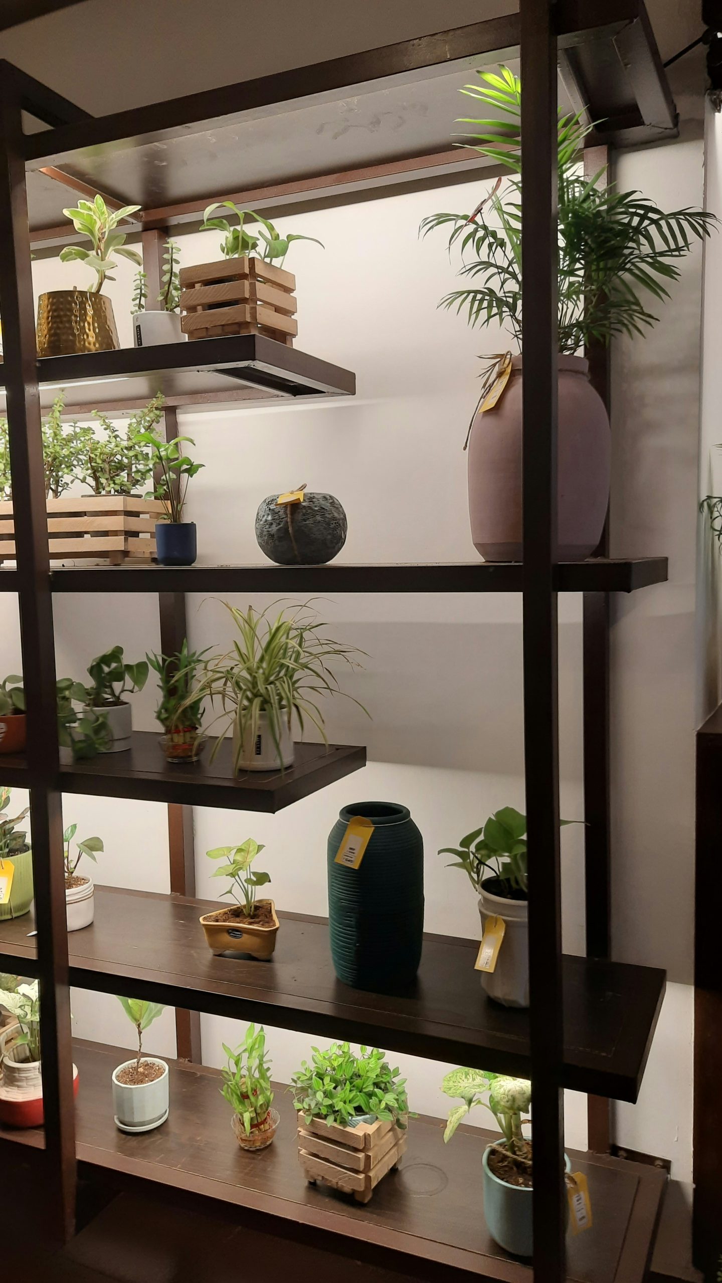 Indoor Gardening