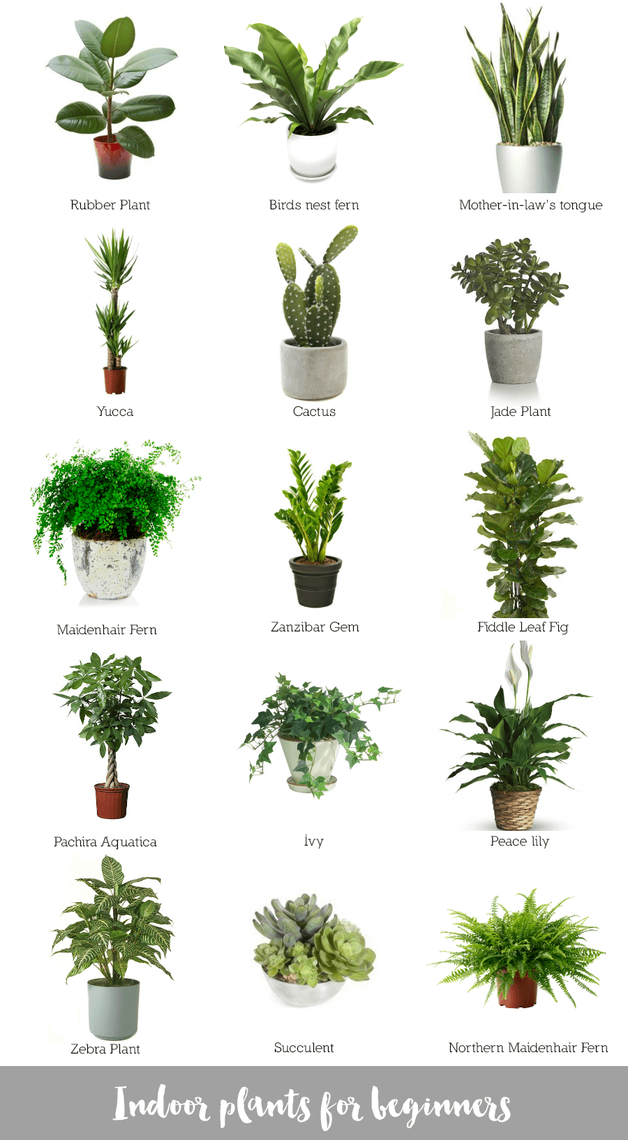 House Plant for Beginners