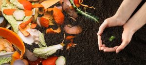 Natural-Fertilizer-for-Indoor-Plants