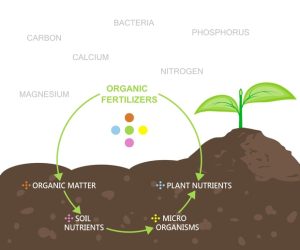 Organic-Fertilizers